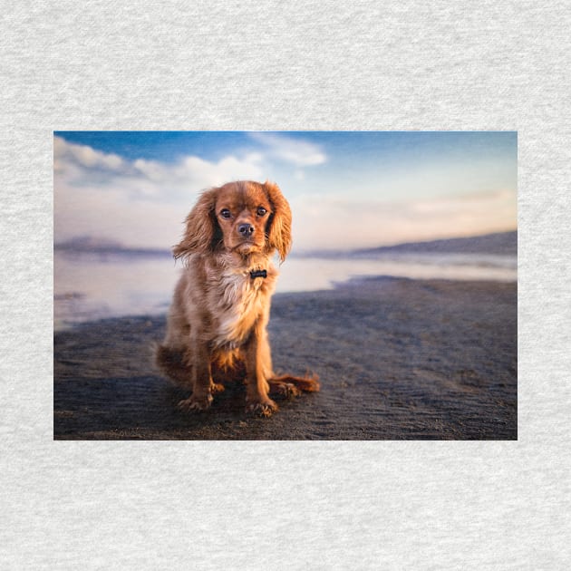 Cavalier King Charles Spaniel by kawaii_shop